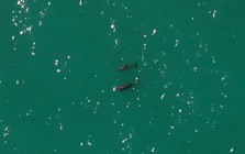 Loài vật quý hiếm bậc nhất thế giới, chỉ còn lại đúng 10 con