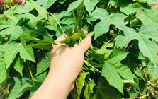 Việt Nam có loại rau cực bổ dưỡng, được giới khoa học khen ngợi hết lời: Tiếc là ít người biết để ăn