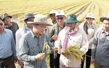 Không phải ST25, một giống lúa nhận danh hiệu ngon nhất thế giới 7 lần liên tiếp, chủ sở hữu là láng giềng của Việt Nam