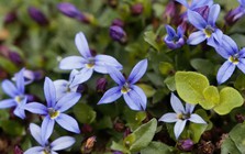 5 loại cây có cho cũng không nên trồng trong vườn