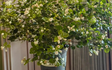 Loại cây hàng đầu được NASA khuyên trồng trong nhà, đặc biệt là phòng ngủ