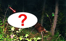 Lần theo đoạn video chỉ vài giây, chuyên gia hân hoan tìm thấy loài vật từng "tuyệt chủng" suốt 30 năm