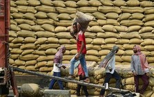 Việt Nam, Thái Lan chú ý: Quốc gia sản xuất gạo lớn thứ 3 thế giới tuyên bố quay lại nhập khẩu từ Ấn Độ, giá rẻ chưa từng thấy