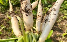 Top 5 loại rau củ an toàn bậc nhất trong mùa lạnh