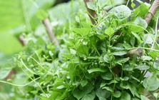 Việt Nam có loại rau người Trung Quốc coi như “báu vật”: Cực tốt cho nam giới nhưng hay bị chê