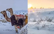 Tuyết phủ trắng sa mạc, tạo nên “thiên đường mùa đông” hiếm có ở Saudi Arabia