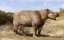 Loài chuột khổng lồ nặng 1 tấn, dài 3 mét, to ngang con trâu mộng