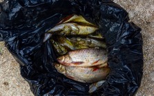 Tại sao người bán cá hay dùng túi màu đen đựng cá?