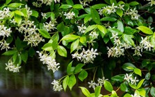 10 loại cây thơm nức mũi, trồng trước nhà dịp Tết thì miễn chê