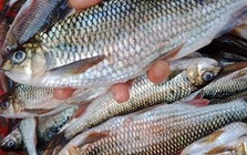 6 loại cá thịt mềm ngon, lại không chứa thủy ngân hại gan thận