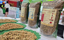 "Cân não" trước vụ cà phê mới