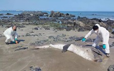 Hai con cá mập miệng rộng khổng lồ, loài chỉ được nhìn thấy chưa đến 300 lần trong lịch sử, liên tiếp mắc cạn tại Peru khiến giới khoa học lo ngại!