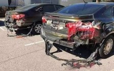 Thành phố nóng nhất thế giới: Cá bị luộc chín, chim rơi xuống đất mà con người vẫn bám trụ bằng cách này