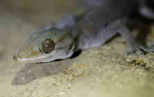 "Báu vật" ẩn mình tại núi Bà Đen, thế giới chỉ Việt Nam có