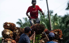 Dầu cọ thắng thế trong thỏa thuận Mỹ - Indonesia