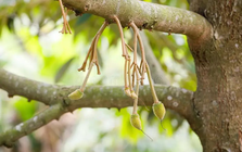 Loại quả kén người ăn giúp Việt Nam thu 4 tỷ USD trong năm 2025