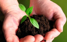 CTCK điểm tên doanh nghiệp phân bón tiềm năng 2026, kỳ vọng tăng trưởng 2 chữ số