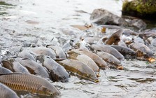 Phát minh của Trung Quốc làm rung chuyển ngành thủy sản và thực phẩm: tạo ra giống cá diếc không xương dăm, năng suất cao nhưng chi phí thấp