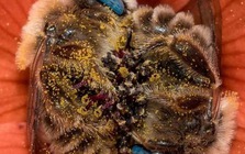 Thực phẩm duy nhất trên thế giới KHÔNG có ngày HẾT HẠN