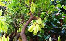 Trong sân mà có 3 cây này thì giữ cho kỹ, chặt đi là mất lộc ngay