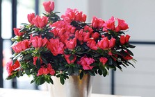 5 loài hoa đẹp nhưng nếu trưng ở phòng khách thì rất nguy hiểm: Có loại rất được yêu thích vào dịp Tết
