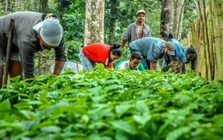 Nông nghiệp Cuba bùng nổ, sở hữu 4.000ha được làm giàu từ "vàng đen"