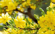 Lịch nghỉ Tết Dương lịch 2026 của hệ thống ngân hàng