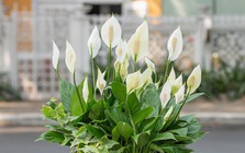 3 loại cây cát lành dễ trồng, đặt góc nào cũng tốt cho sức khỏe