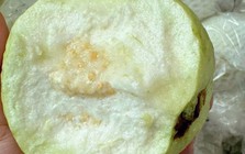 Thương lái tấp nập vào tận vườn thu mua loại quả giòn, ngọt đậm, người dân Hưng Yên kiếm bộn tiền