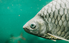 Trung Quốc tạo ra một loại cá không xương dăm: Giới khoa học sửng sốt