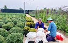 Hoa Tết nở sớm, nhà vườn đứng ngồi không yên