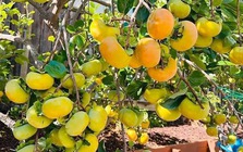 Người xưa dặn: "Phía Đông trồng lựu hốt vàng, phía Tây trồng hồng hốt bạc" - Sự thật là gì?