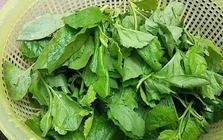 Loại rau dại xưa cho lợn ăn, nay thành đặc sản: Bổ như thuốc quý, có tiền chưa chắc mua được