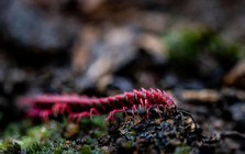 Phát hiện loài sinh vật hiếm chỉ xuất hiện vài ngày mỗi năm, du khách nối đuôi nhau đến tận nơi xem