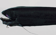 Loài thủy quái đáng sợ nhất hành tinh