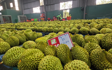 Xuất khẩu nông, lâm, thủy sản sớm về đích