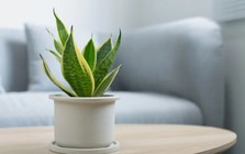 7 loại cây có khả năng hút khí độc, lọc sạch 85% không khí trong 24h, nên trồng ngay trong những ngày ô nhiễm nặng