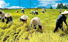 “Bà con nông dân bán lúa thì làm gì có hóa đơn”: Cơ quan thuế giải đáp vướng mắc cho hộ kinh doanh