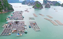 Người Nhật thắt lưng buộc bụng, hàng Việt Nam vẫn "cháy hàng" ở thị trường khó tính bậc nhất thế giới