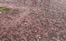 Sinh vật "ngọ nguậy" xuất hiện trên mâm cơm Hải Phòng: Là đặc sản được săn lùng, nay vừa vào mùa rộ