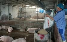 Giá heo hơi nóng trở lại trước Tết