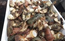 Tôm hùm chết hàng loạt trong mưa lũ, người nuôi “ôm đầu”!