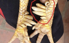 Một loài vật trong truyền thuyết Việt Nam có thật ngoài đời, nay thành đặc sản đắt đỏ