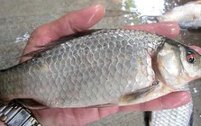 Loại cá nhỏ, rẻ nhưng được thầy thuốc xưa gọi là ‘đại bổ’, nhiều nhà nấu mãi mà không biết giá trị thật