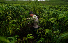 Cà phê robusta trỗi dậy: Một quốc gia BRICS đặt mục tiêu tăng sản lượng gấp 150 lần, Việt Nam đang dẫn đầu thế giới