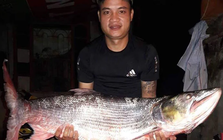 "Quái ngư" dưới lòng sông Đà: Hung tợn, uy lực, được ví như "cá mập sông"