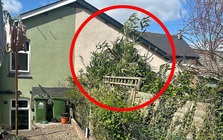 6 loại cây không nên trồng cạnh nhà vì rất nguy hiểm, có loại khiến gia chủ mất nhà như chơi