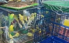 Kiểm tra cửa hàng chim cảnh nổi tiếng ở TPHCM, tạm giữ 341 con chim đủ loại