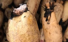 7 loại rau củ gần như không có thuốc trừ sâu: Chợ Việt bán nhiều vô kể, bạn cứ mạnh dạn mua