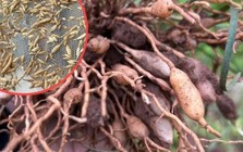 “Gạo” mọc dưới lòng đất, có từ 2.000 năm trước, đắt mấy vẫn không lo thiếu khách